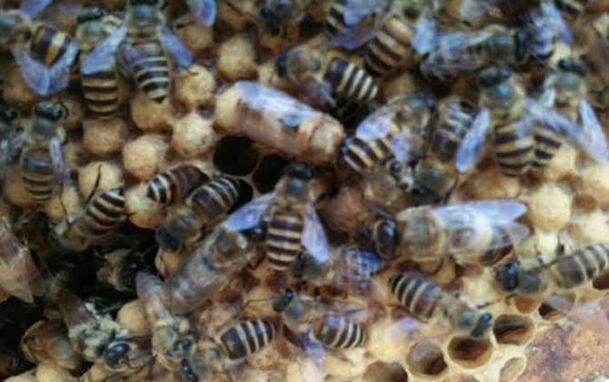 蜜蜂什么時候繁殖快?搞清楚這4個條件,基本上都可以判斷出來! 蜜蜂