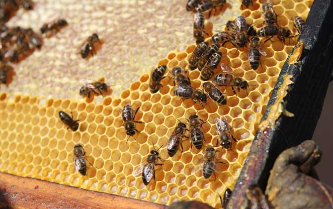 養(yǎng)蜂人過的是什么生活?正是這些擔心,讓養(yǎng)蜂人根本愜意不起來! 養(yǎng)蜂