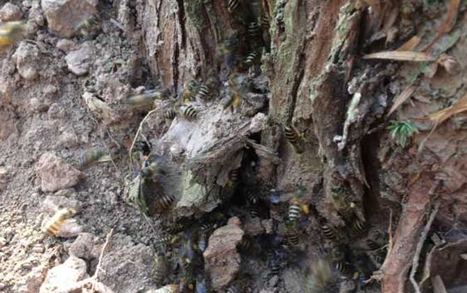 挖誘蜂洞有什么竅門?像這樣挖個(gè)誘蜂洞,一年就能誘到好幾群蜂! 誘蜂洞