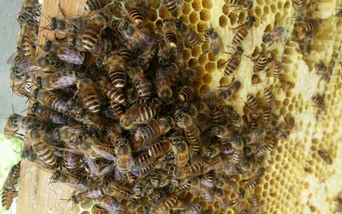 蜜蜂打架不難處理,關鍵是要找出原因,“對癥下藥”不要太簡單! 蜜蜂