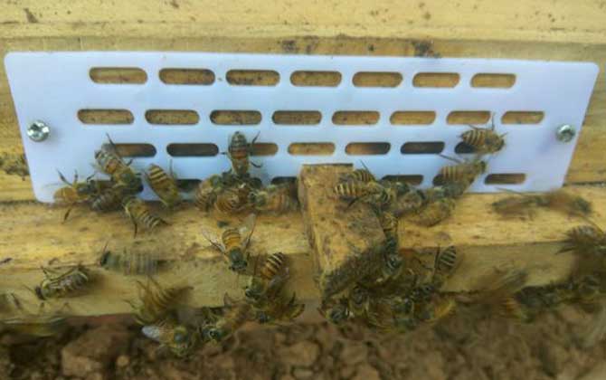 蜜蜂打架不難處理,關鍵是要找出原因,“對癥下藥”不要太簡單! 蜜蜂