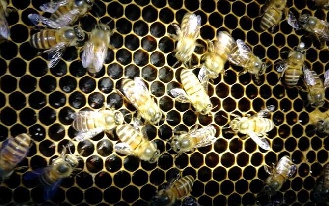 蛋群是怎樣煉成的?養(yǎng)蜂不注意這些問題,強(qiáng)群也可能被養(yǎng)成蛋群! 養(yǎng)蜂