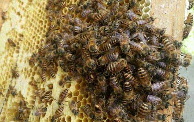 蛋群是怎樣煉成的?養(yǎng)蜂不注意這些問題,強(qiáng)群也可能被養(yǎng)成蛋群! 養(yǎng)蜂