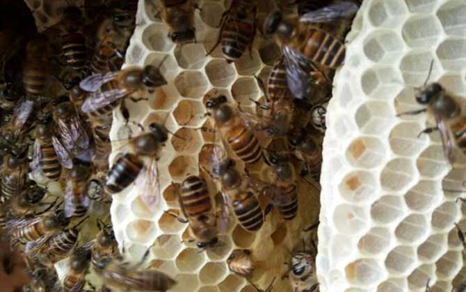 蛋群是怎樣煉成的?養(yǎng)蜂不注意這些問題,強(qiáng)群也可能被養(yǎng)成蛋群! 養(yǎng)蜂