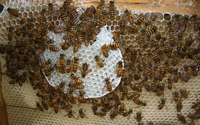 蛋群是怎樣煉成的?養(yǎng)蜂不注意這些問題,強(qiáng)群也可能被養(yǎng)成蛋群! 養(yǎng)蜂