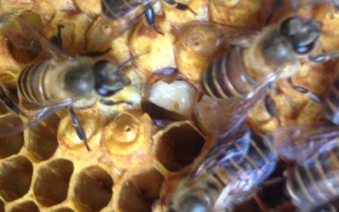 200只工蜂,1只蜂王,若這些條件都具備,也有機會發展成強群! 養蜂