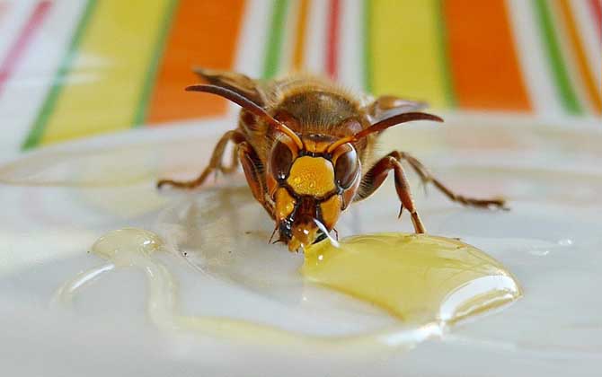 蜂蜜美容的最佳方法,掌握這些常識和竅門,美容效果將事半功倍! 蜂蜜美容