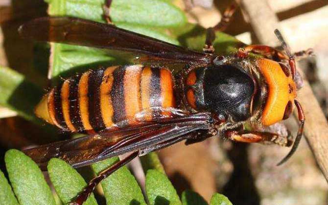 虎頭蜂有哪些種類?中國大虎頭蜂毒性最強,但黃腰虎頭蜂最常見! 擬大虎頭蜂