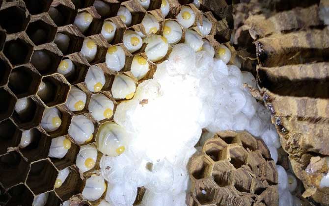 吃蜂蛹的禁忌有哪些?除了不能過(guò)量食用,還要警惕發(fā)生過(guò)敏反應(yīng)! 蜂蛹