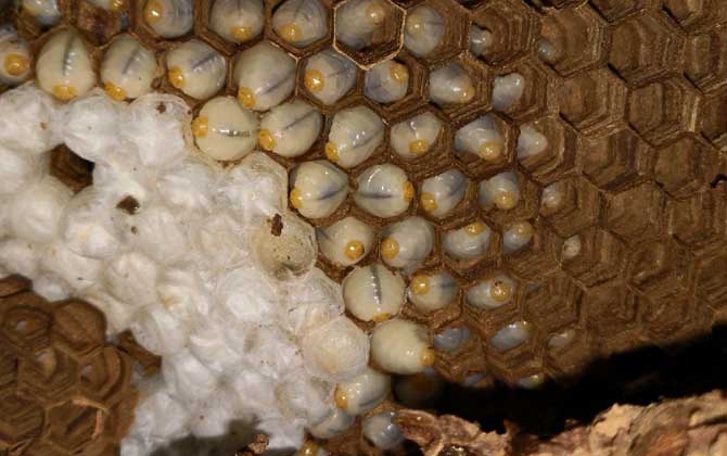 吃蜂蛹的禁忌有哪些?除了不能過(guò)量食用,還要警惕發(fā)生過(guò)敏反應(yīng)! 蜂蛹