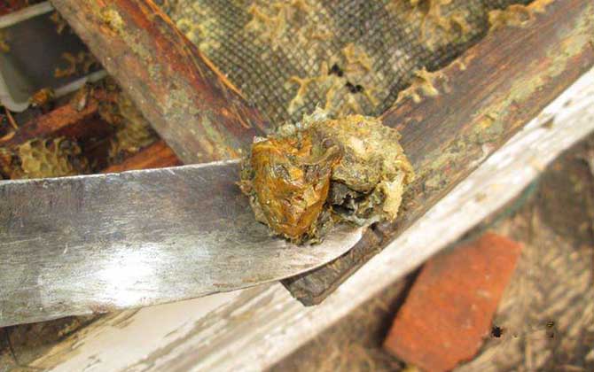蜂膠是什么東西?蜜蜂采集樹膠加工成的,素有“液體黃金”之稱! 蜂膠