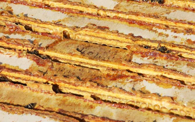 蜂膠哪4類人不能吃?除了要提防過敏,孕婦和幼兒也不能吃蜂膠! 蜂膠