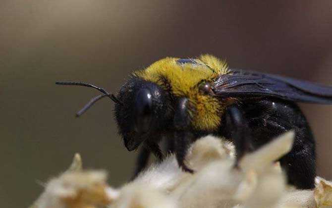 蜂的種類有哪些?除了蜜蜂和馬蜂外,還有熊蜂、姬蜂、木蜂等等! 熊蜂