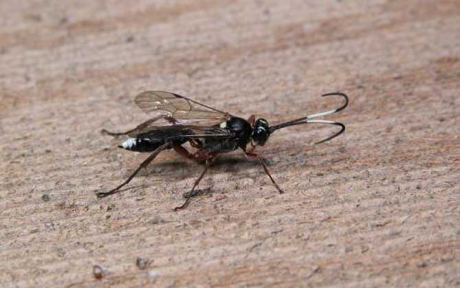 蜂的種類有哪些?除了蜜蜂和馬蜂外,還有熊蜂、姬蜂、木蜂等等! 姬蜂