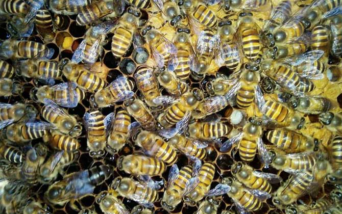 中蜂大量喂白糖的后果有哪些?容易誘發(fā)蜂病,還容易引起盜蜂! 中蜂