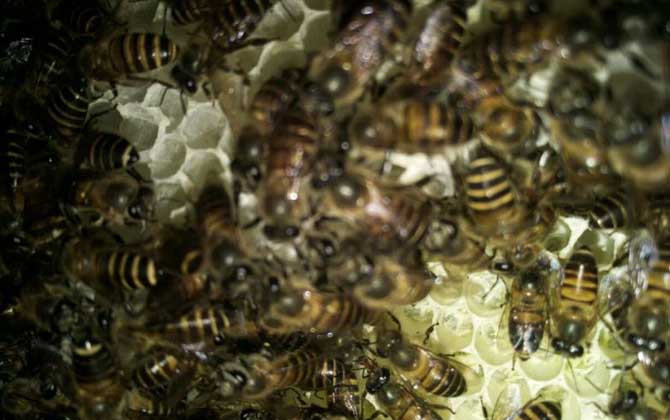 中蜂大量喂白糖的后果有哪些?容易誘發(fā)蜂病,還容易引起盜蜂! 中蜂