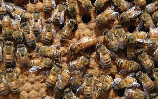 工蜂殺死蜂王是什么回事?清楚工蜂和蜂王的關(guān)系,你就知道原因了! 工蜂