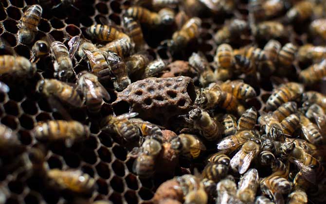 工蜂產卵怎么處理?必須先處理產卵工蜂,然后再介入一只新蜂王! 工蜂