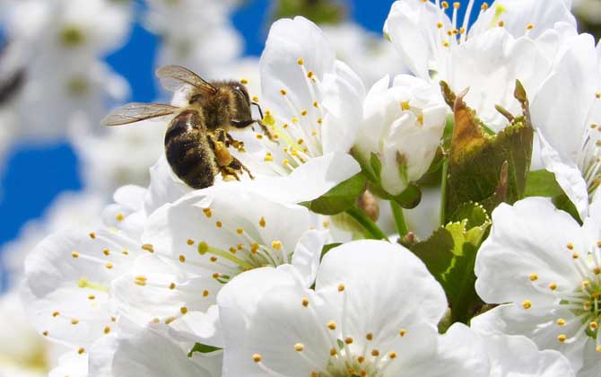 蜜蜂吃什么食物?工蜂和雄蜂吃花粉和花蜜,蜂王終身都吃蜂王漿! 蜜蜂