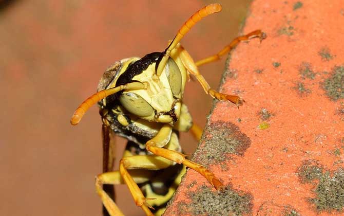 被馬蜂蟄了怎么處理?教你幾個小妙招,這樣處理能快速消腫止痛! 馬蜂