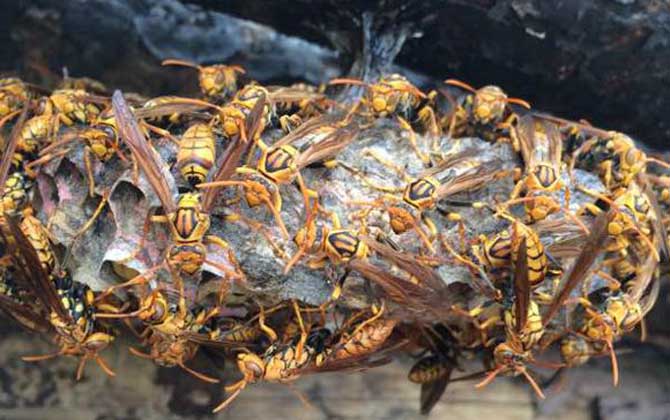 馬蜂蟄后多久就安全了?至少觀察24小時,沒有異常基本就安全了! 馬蜂