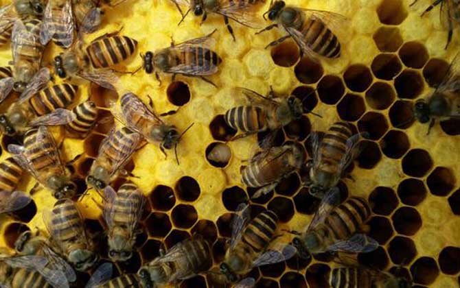 蜜蜂養(yǎng)殖技術(shù)有哪些?學(xué)會這些養(yǎng)蜂技術(shù),蜜蜂養(yǎng)殖才能得心應(yīng)手! 蜜蜂養(yǎng)殖