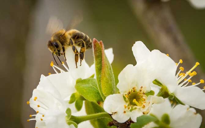 蜜蜂的壽命一般有多長?蜂王最長能活9年,工蜂最短只能活28天! 蜜蜂