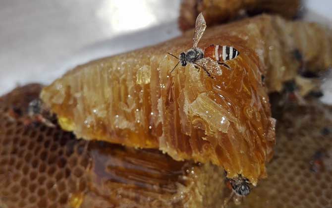 天然蜂蜜保質(zhì)期多久?沒(méi)有嚴(yán)格的保質(zhì)期,理論上能“永不變質(zhì)”! 蜂蜜