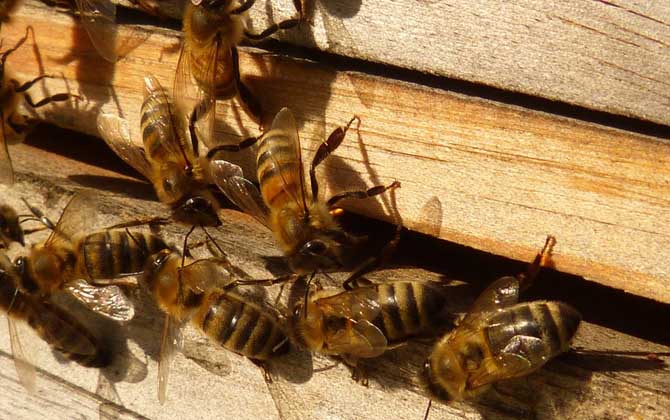 新手養蜂入門技術有哪些?只有掌握這些技術,養蜂才能得心應手! 養蜂