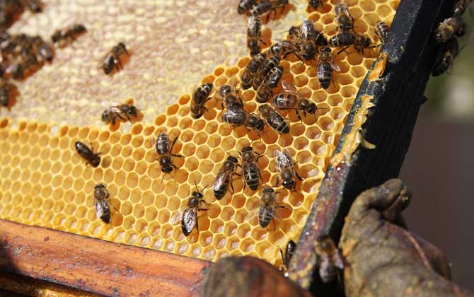 新手養蜂入門技術有哪些?只有掌握這些技術,養蜂才能得心應手! 養蜂