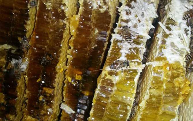 土蜂蜜價格多少錢一斤?比普通蜂蜜貴得多,基本都在100元以上! 土蜂蜜