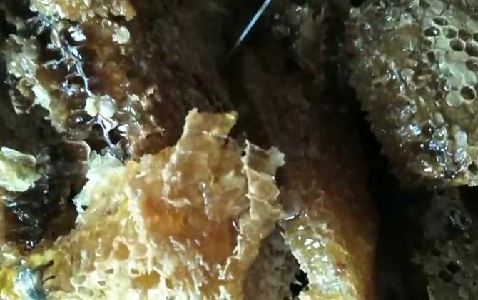 土蜂蜜的作用與功效有哪些?經常喝土蜂蜜,這7個好處跑不了! 土蜂蜜