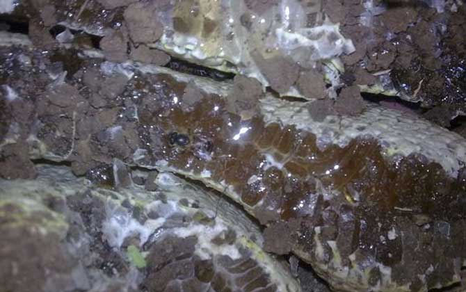 土蜂蜜的作用與功效有哪些?經常喝土蜂蜜,這7個好處跑不了! 土蜂蜜