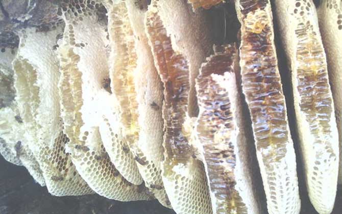 土蜂蜜的作用與功效有哪些?經常喝土蜂蜜,這7個好處跑不了! 土蜂蜜