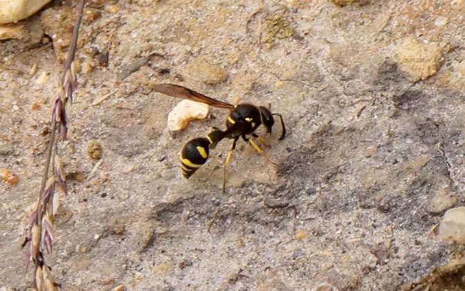 被馬蜂蟄了怎么辦?怎么消腫?切勿掉以輕心,嚴重時會危及生命! 馬蜂