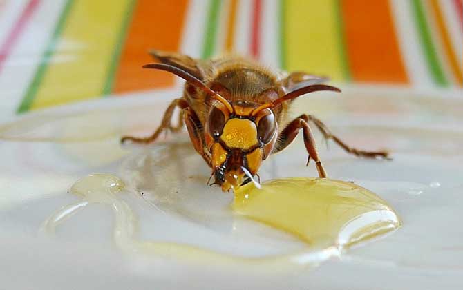 真蜂蜜和假蜂蜜怎么鑒別?色、香、味均有不同,結晶狀態(tài)也不同! 蜂蜜