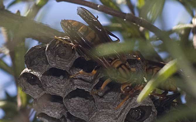 馬蜂來家里是福還是禍?無關禍福,只能說家里環境適合馬蜂筑巢! 馬蜂