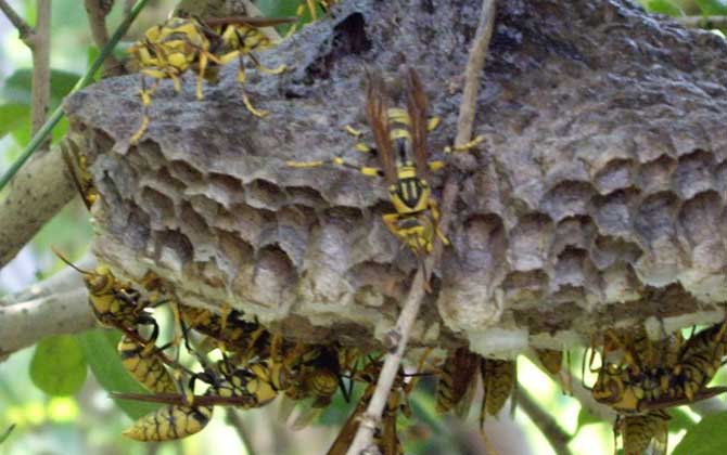 馬蜂來家里是福還是禍?無關禍福,只能說家里環境適合馬蜂筑巢! 馬蜂