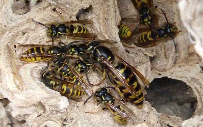 馬蜂窩怎么處理最安全?試試這4種方法,輕松技能搞定馬蜂窩! 馬蜂