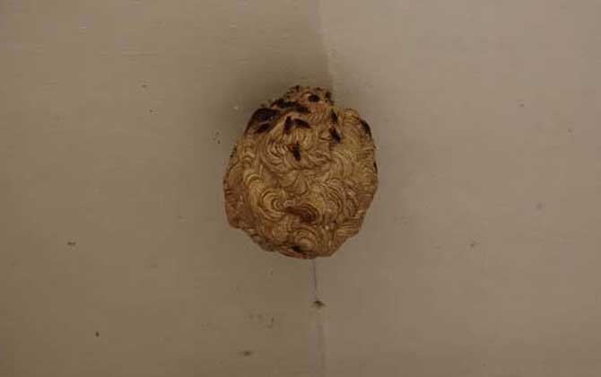 馬蜂入宅預(yù)兆著什么?無關(guān)禍福,但迷信說法中預(yù)兆著福氣和財(cái)運(yùn)! 馬蜂