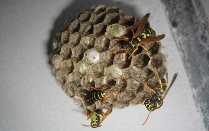 馬蜂入宅預(yù)兆著什么?無關(guān)禍福,但迷信說法中預(yù)兆著福氣和財(cái)運(yùn)! 馬蜂