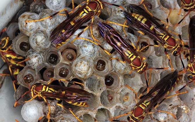 馬蜂入宅預(yù)兆著什么?無關(guān)禍福,但迷信說法中預(yù)兆著福氣和財(cái)運(yùn)! 馬蜂