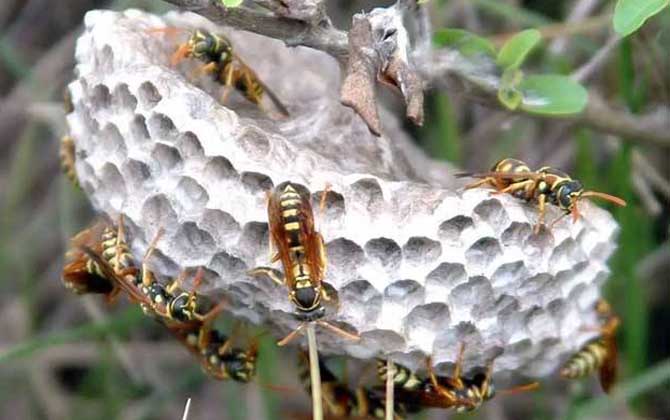 馬蜂入宅預(yù)兆著什么?無關(guān)禍福,但迷信說法中預(yù)兆著福氣和財(cái)運(yùn)! 馬蜂