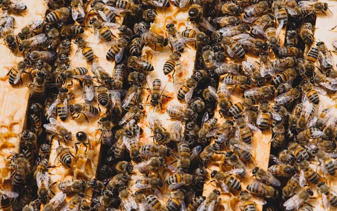 養(yǎng)蜂