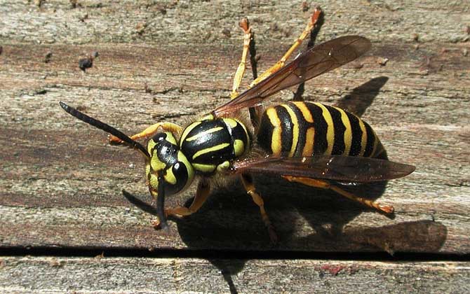 為什么家里招馬蜂?三個原因,一是迷巢,二是覓食,三是有蜂巢! 馬蜂