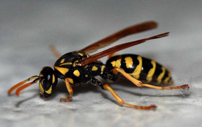 為什么家里招馬蜂?三個原因,一是迷巢,二是覓食,三是有蜂巢! 馬蜂