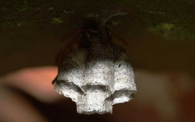 野生馬蜂窩多少錢一斤?空蜂窩20~30元,有蜂蛹的要80元以上! 馬蜂窩