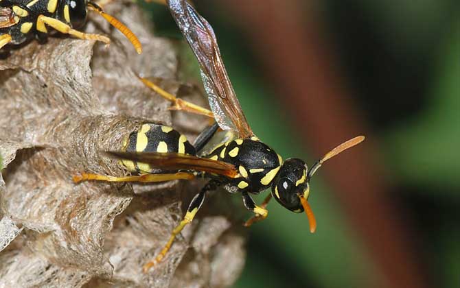 野生馬蜂窩多少錢一斤?空蜂窩20~30元,有蜂蛹的要80元以上! 馬蜂窩