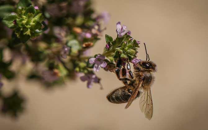 世界上十大最厲害的蜂,它們令人聞風(fēng)喪膽,第一名已殺死上千人! 殺人蜂