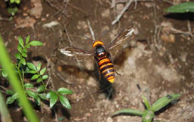世界上十大最厲害的蜂,它們令人聞風(fēng)喪膽,第一名已殺死上千人! 日本大黃蜂